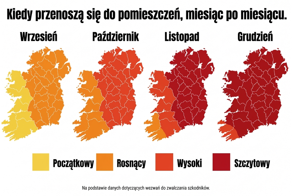 Jesienna aktywność szczurów i myszy w pobliżu domów
